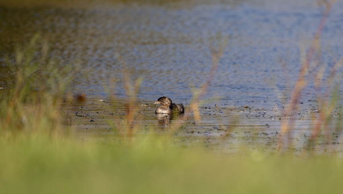 Pied-billed Grebe - ML624594866