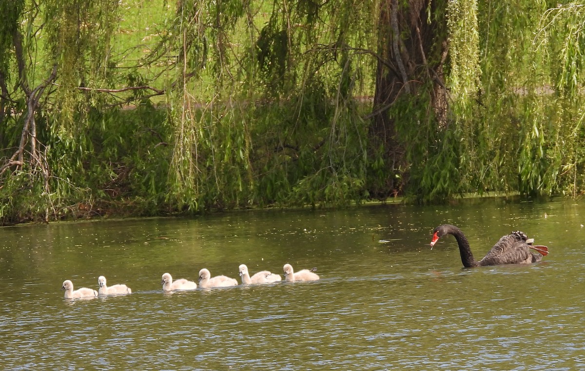 Black Swan - ML624594873