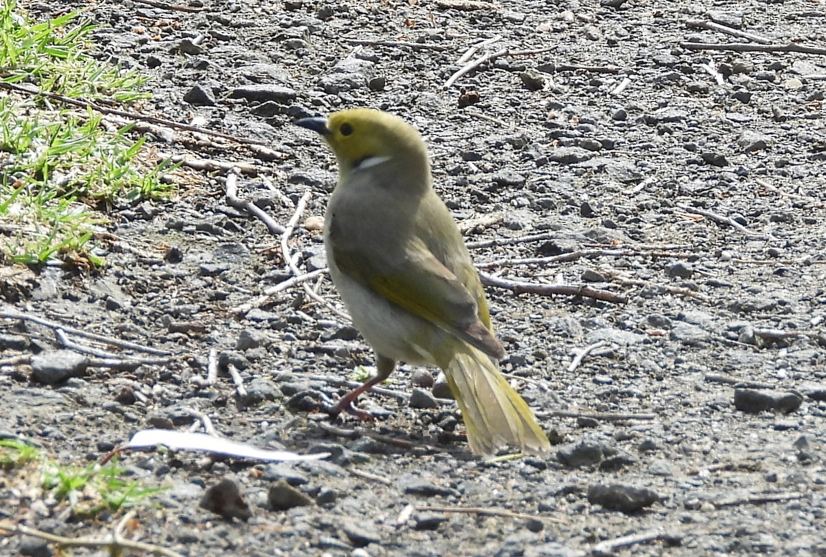 White-plumed Honeyeater - ML624594892