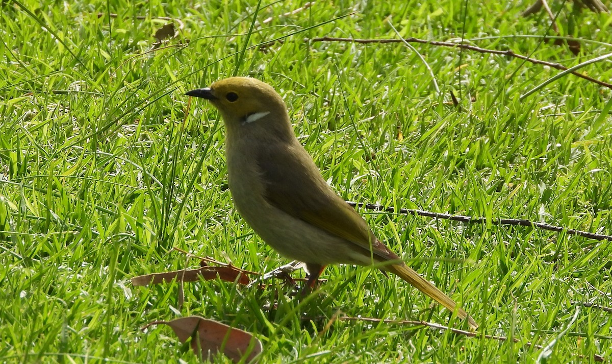 White-plumed Honeyeater - ML624594893