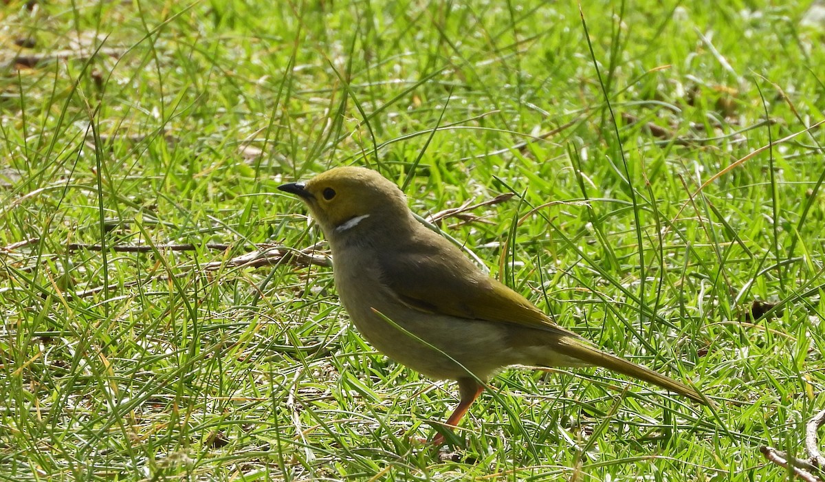 White-plumed Honeyeater - ML624594894