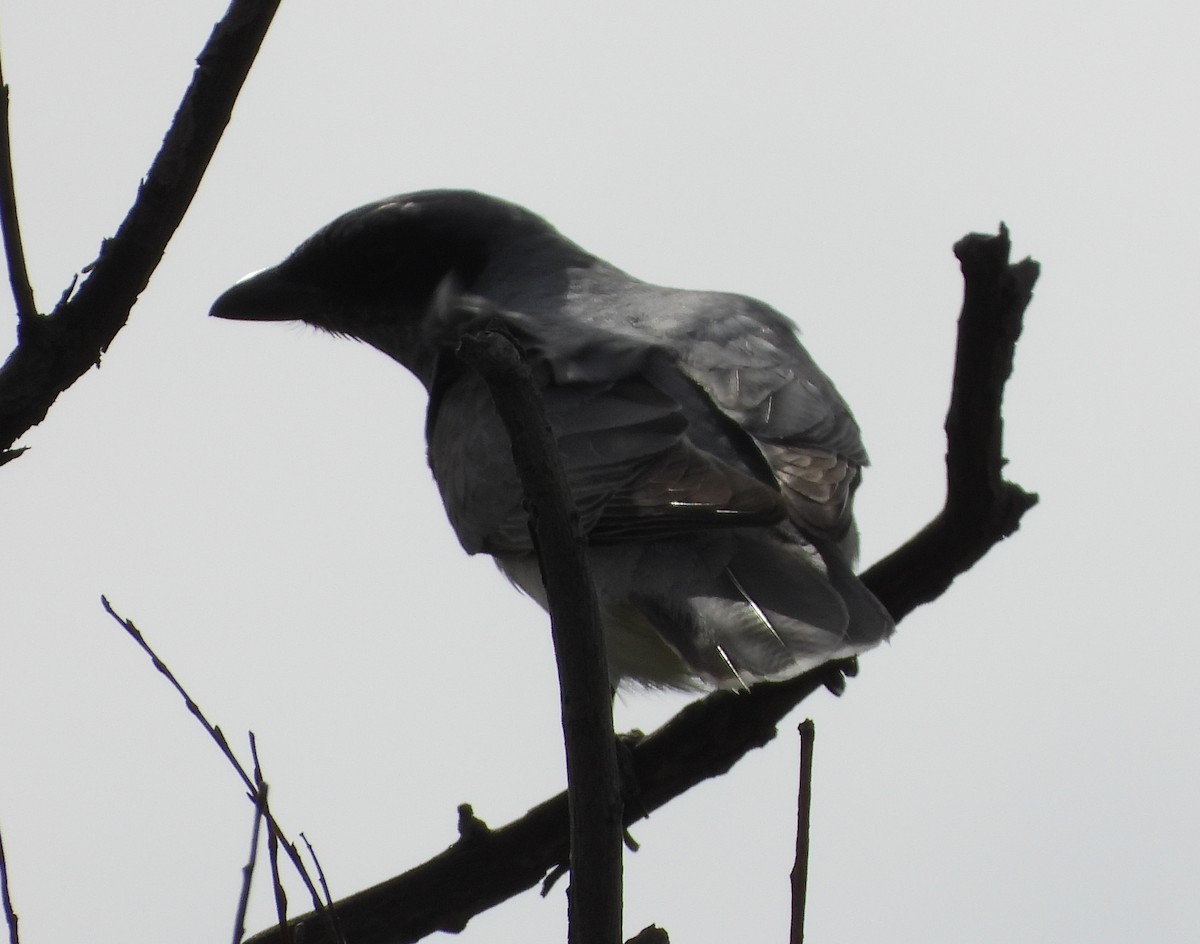 Black-faced Cuckooshrike - ML624594939