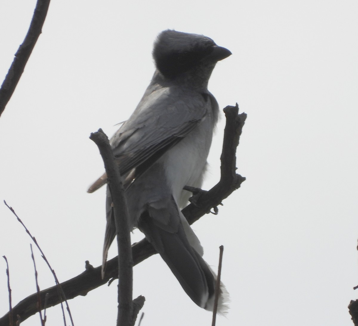 Black-faced Cuckooshrike - ML624594940