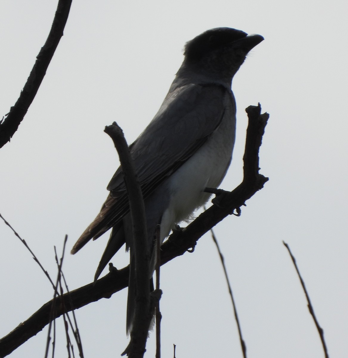 Black-faced Cuckooshrike - ML624594941