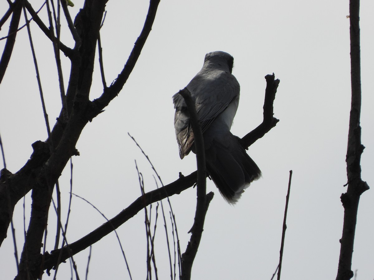 Black-faced Cuckooshrike - ML624594942