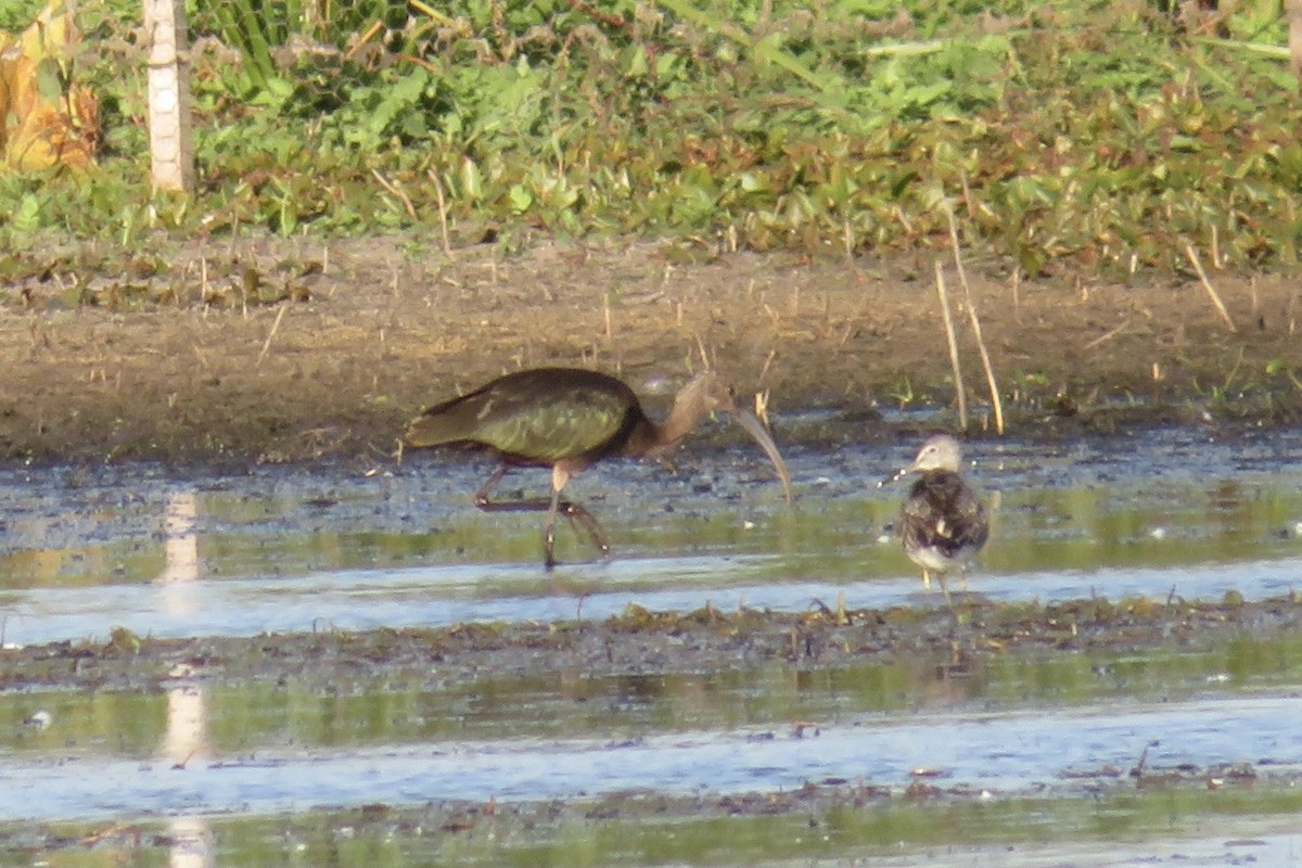 bronseibis/hvitgrimeibis - ML624595084