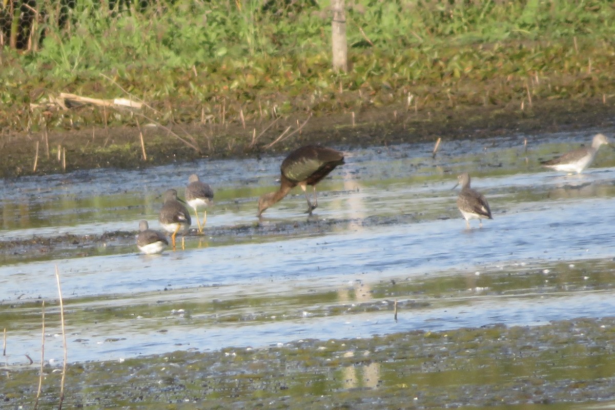 Glossy/White-faced Ibis - Ann Haverstock