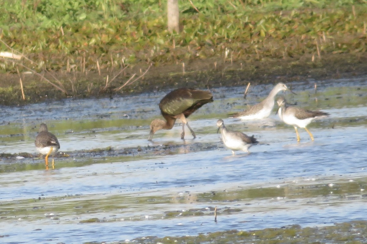 bronseibis/hvitgrimeibis - ML624595086