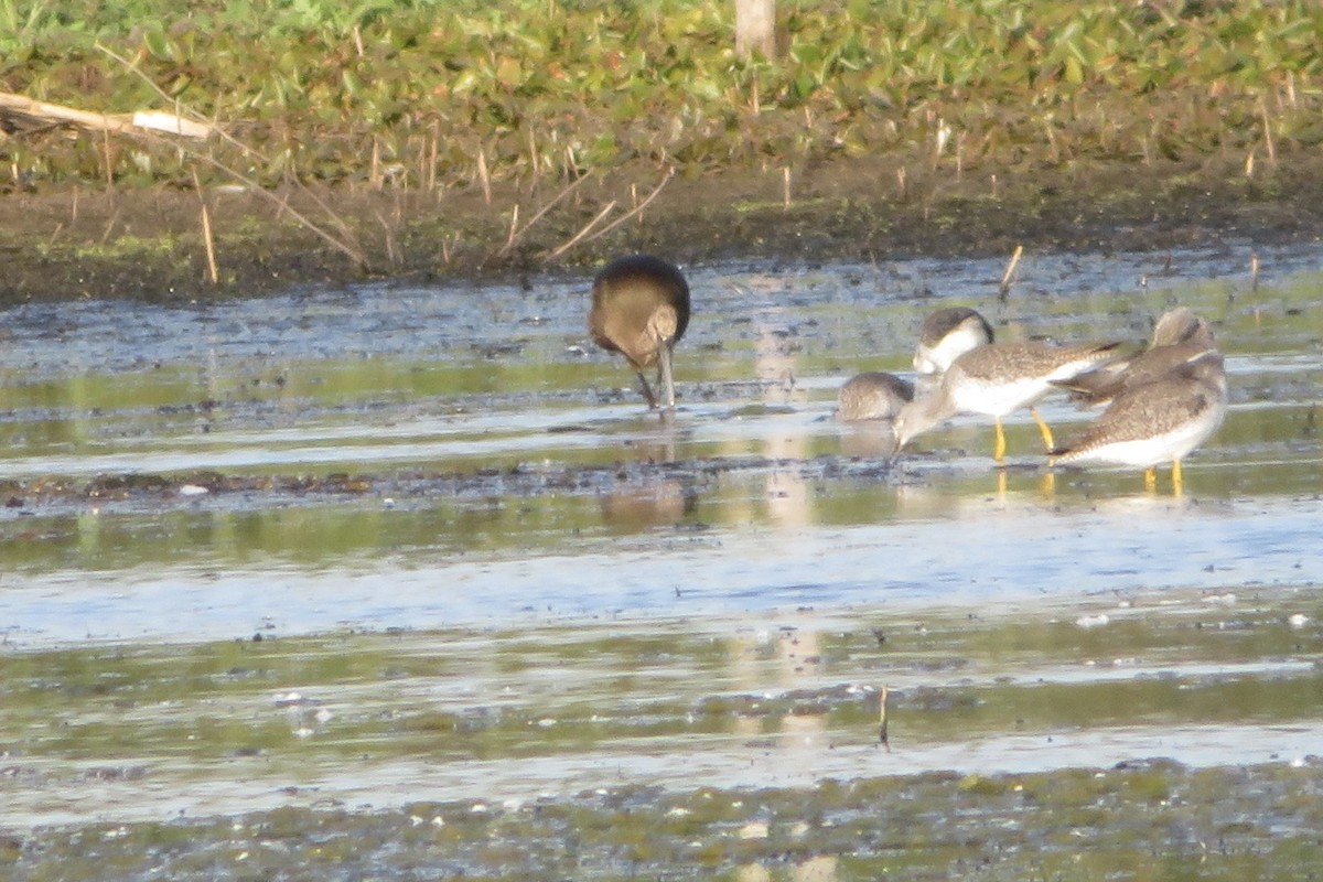 bronseibis/hvitgrimeibis - ML624595087