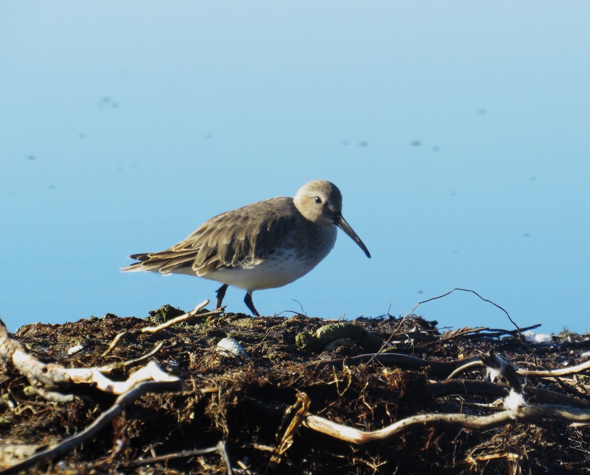 Dunlin - John Haas