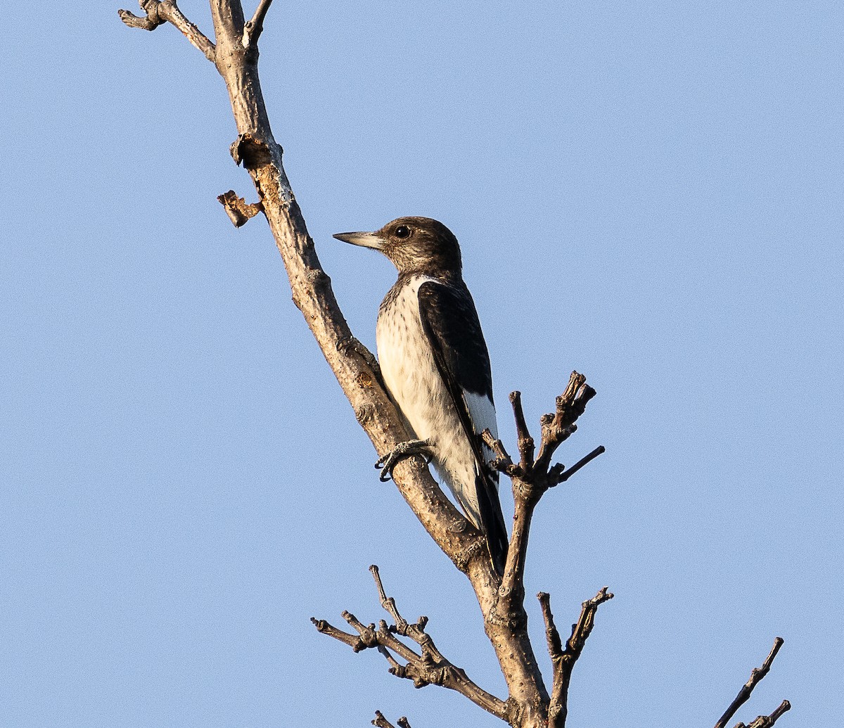 Red-headed Woodpecker - Tom Younkin