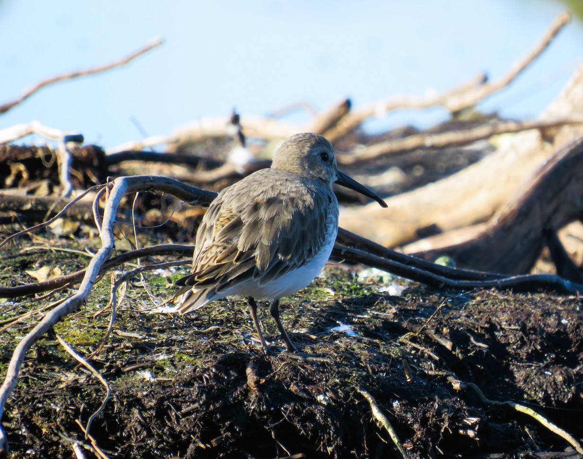 Dunlin - John Haas