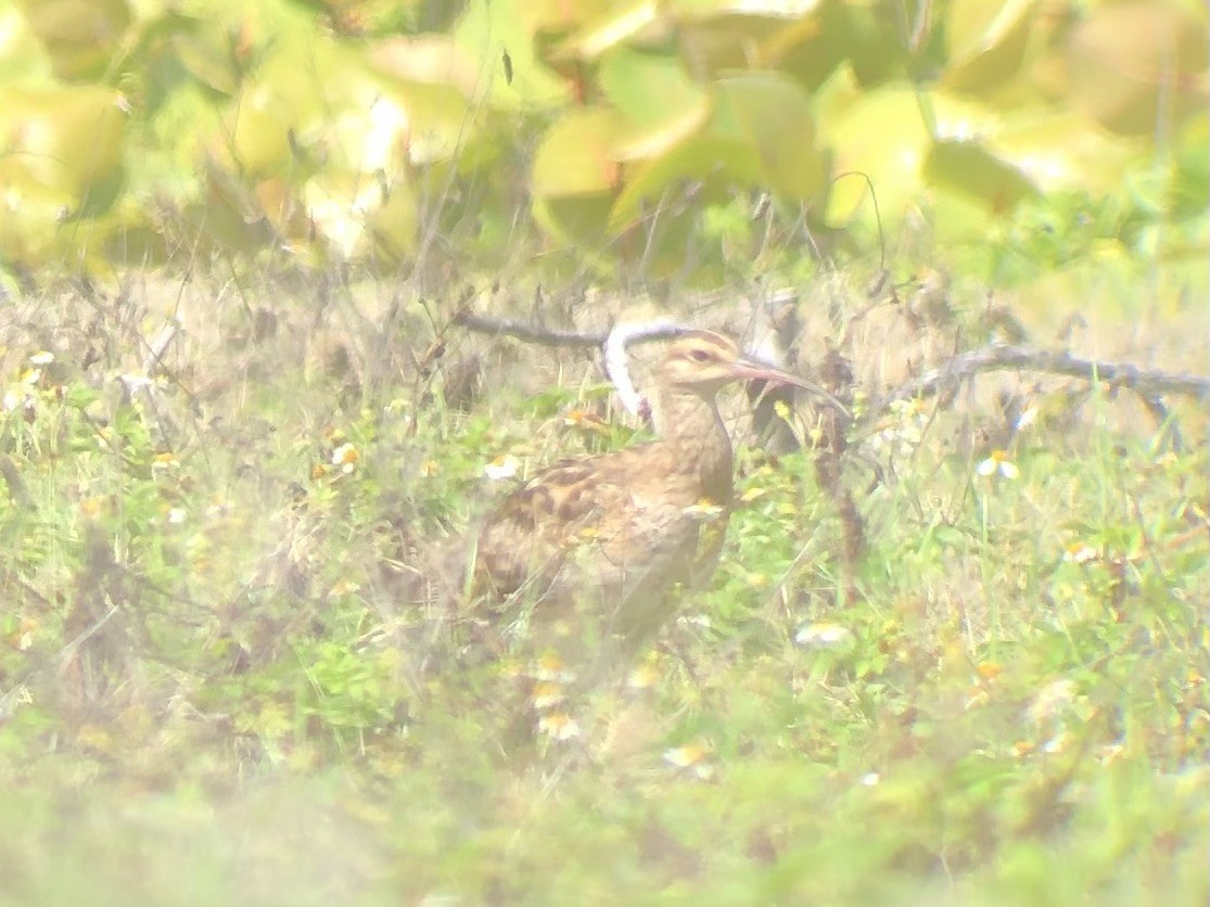 Bristle-thighed Curlew - Adrian Burke