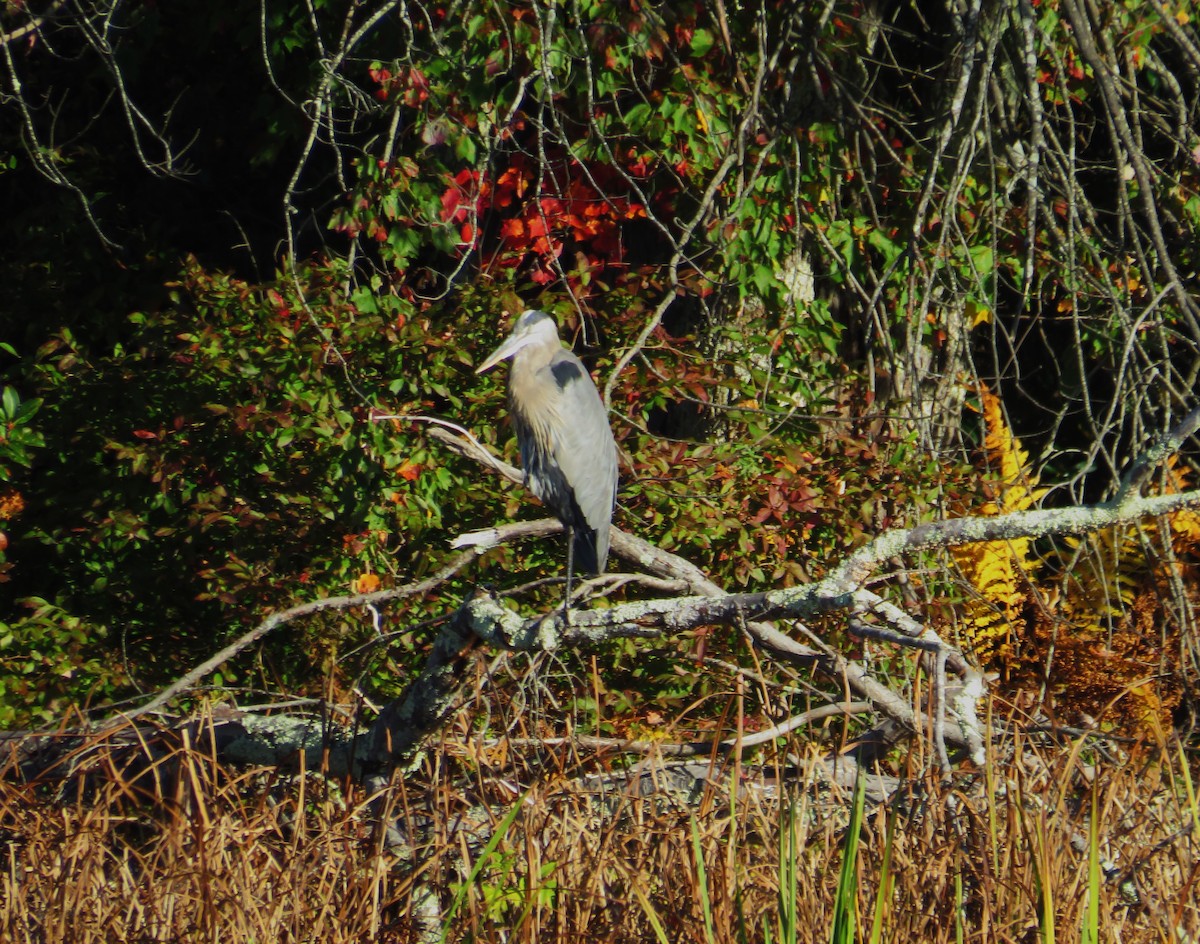 Great Blue Heron - John Haas