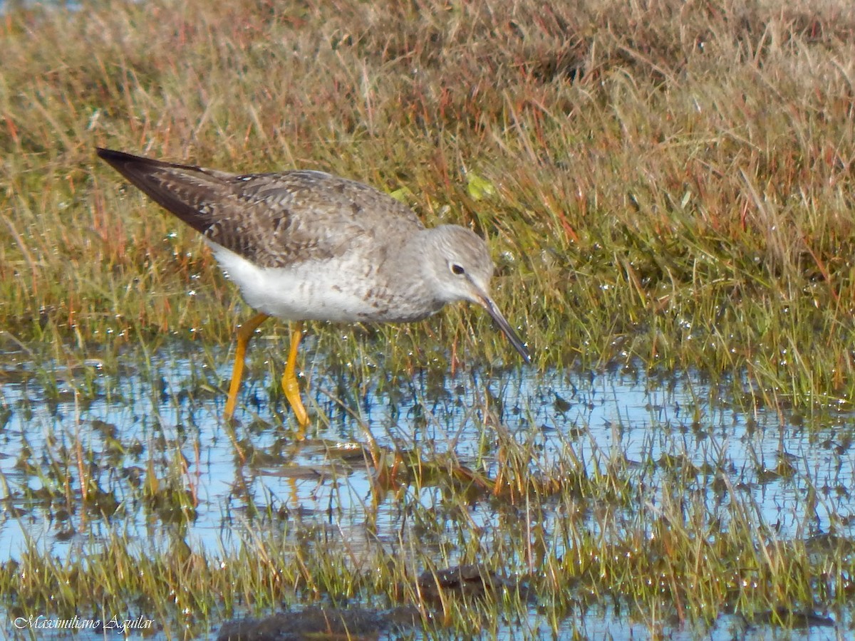 gulbeinsnipe - ML624595194