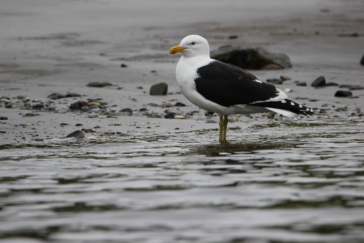 Gaviota Cocinera - ML624595242