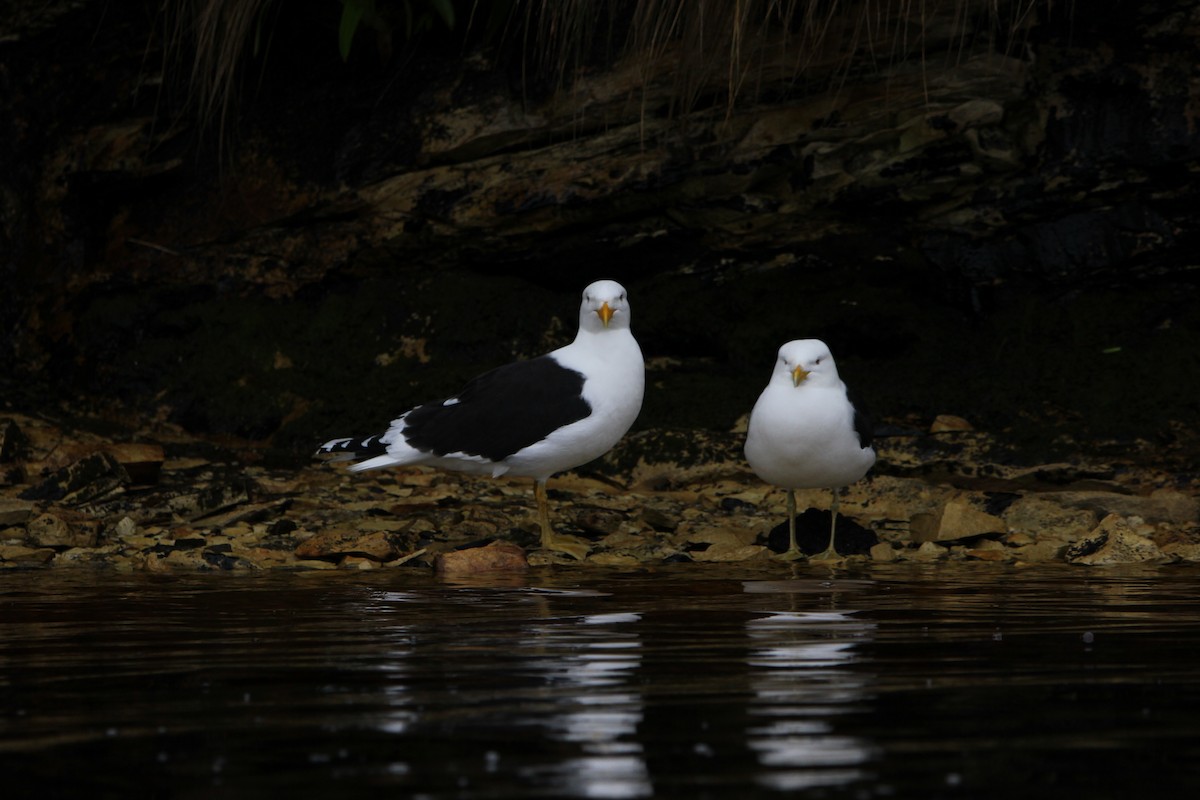 Gaviota Cocinera - ML624595243