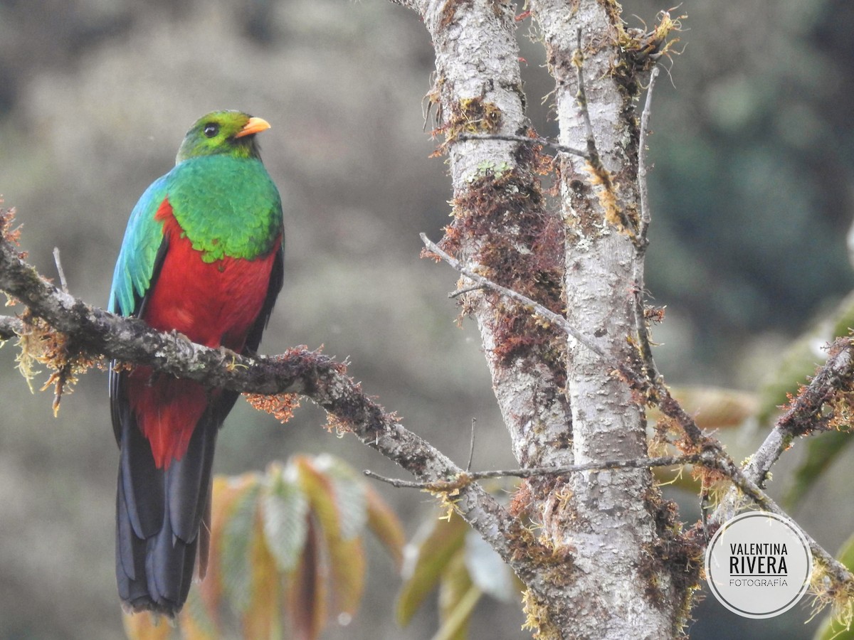 Golden-headed Quetzal - ML624595308