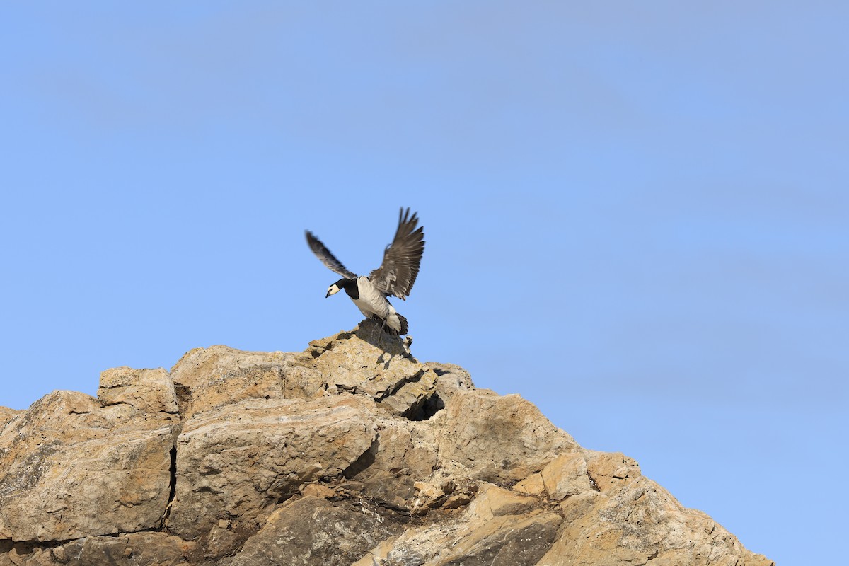 Barnacle Goose - Jitesh Mohanan