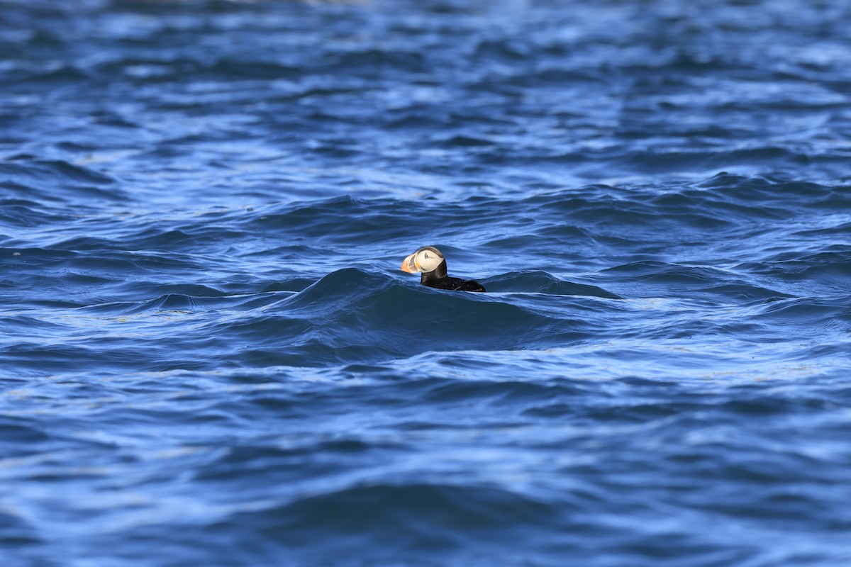 Atlantic Puffin - Jitesh Mohanan