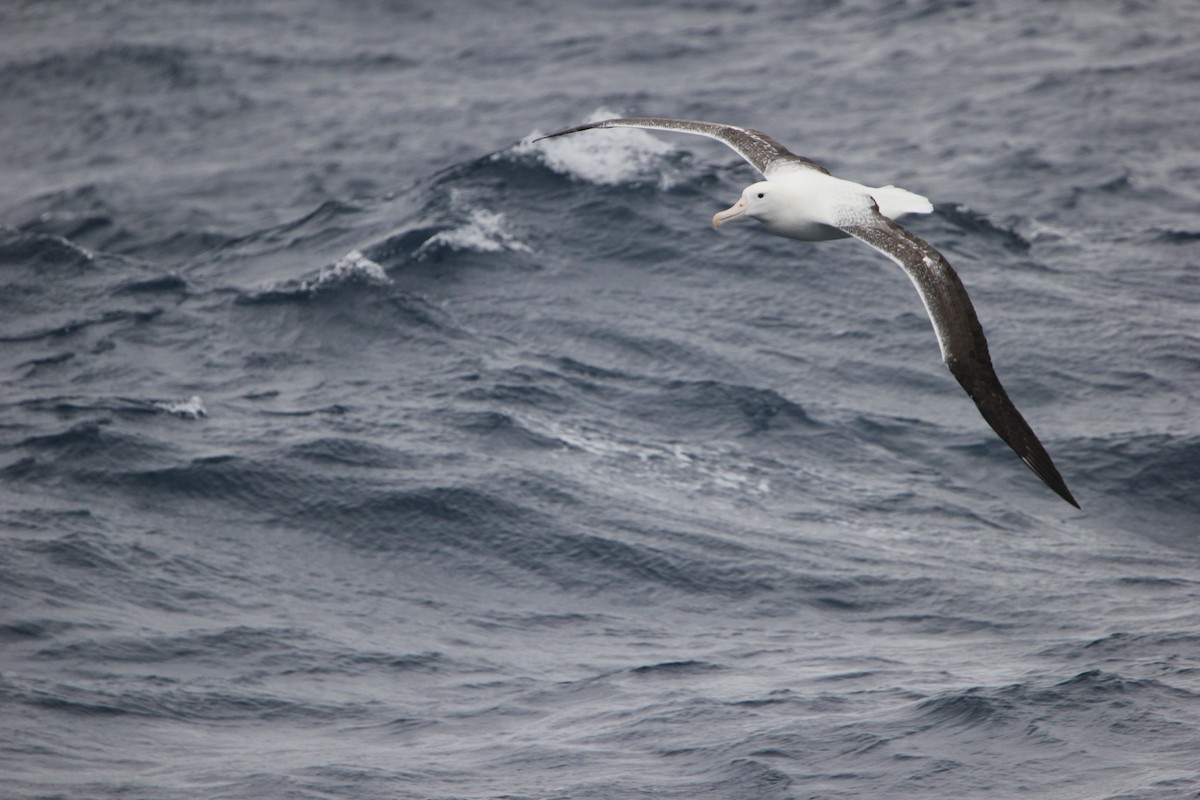 Southern Royal Albatross - ML624595373