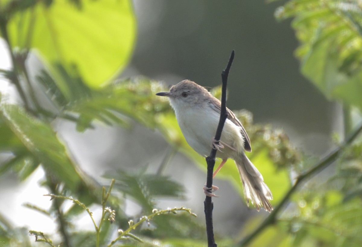 Jungle Prinia - Baidurya Chakrabarti