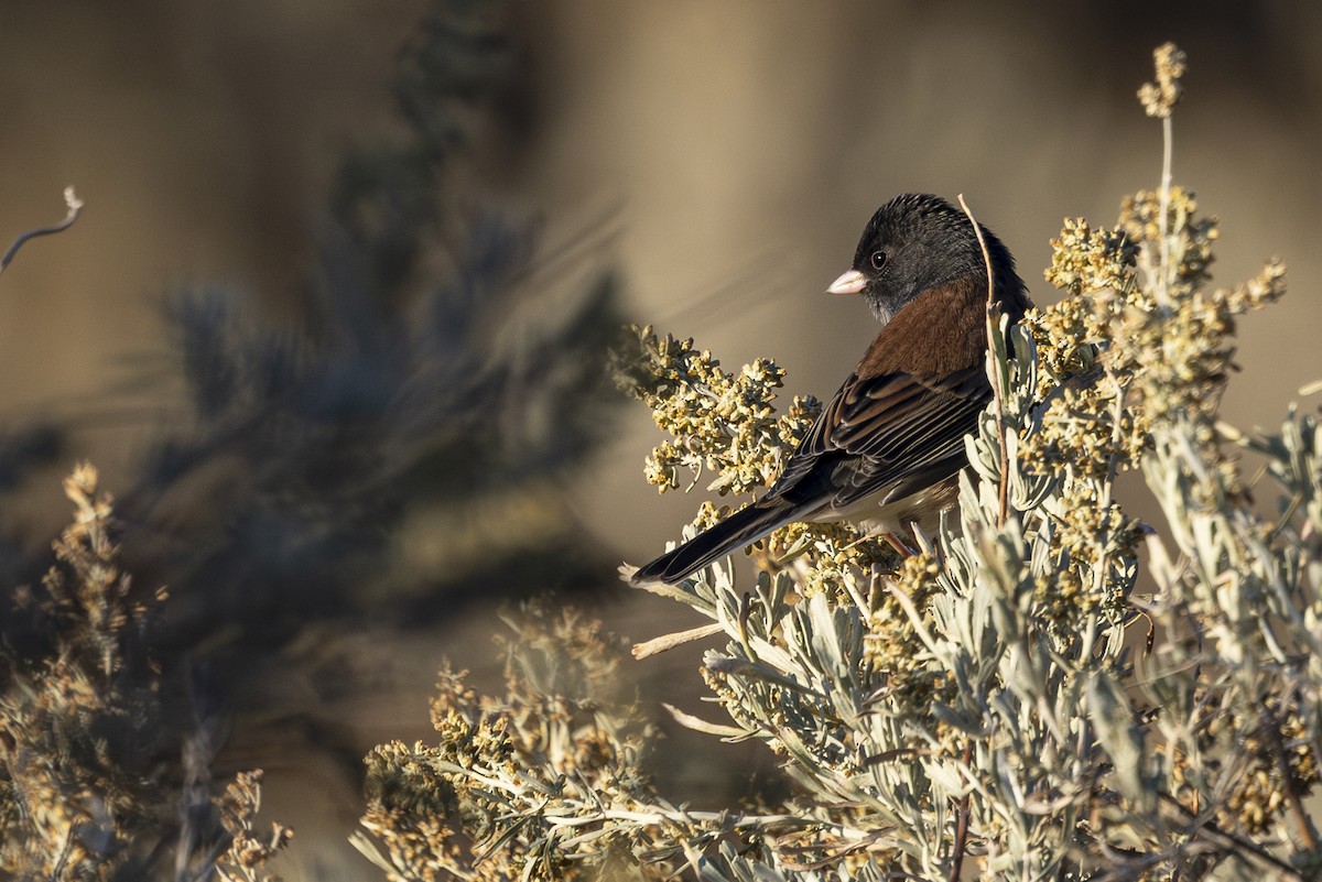 Dark-eyed Junco - Jef Blake