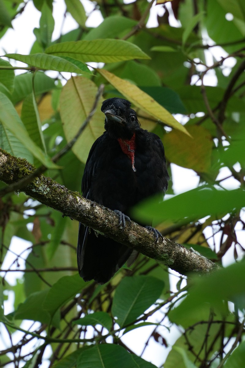 Bare-necked Umbrellabird - Andrea Tomas