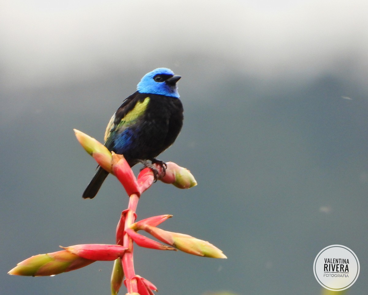 Blue-necked Tanager - ML624595563