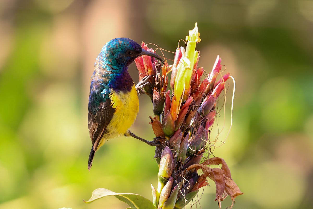 Variable Sunbird - ML624595578