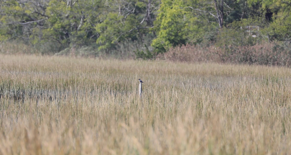 Belted Kingfisher - ML624595587