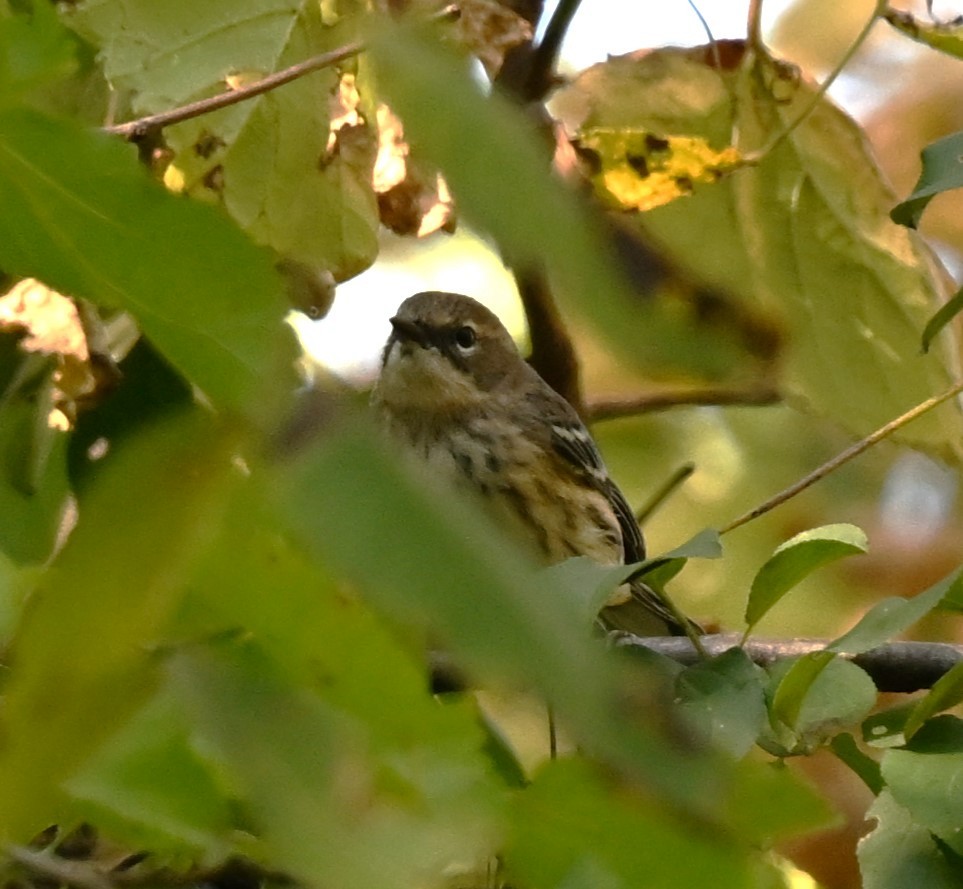 Yellow-rumped Warbler - ML624595591