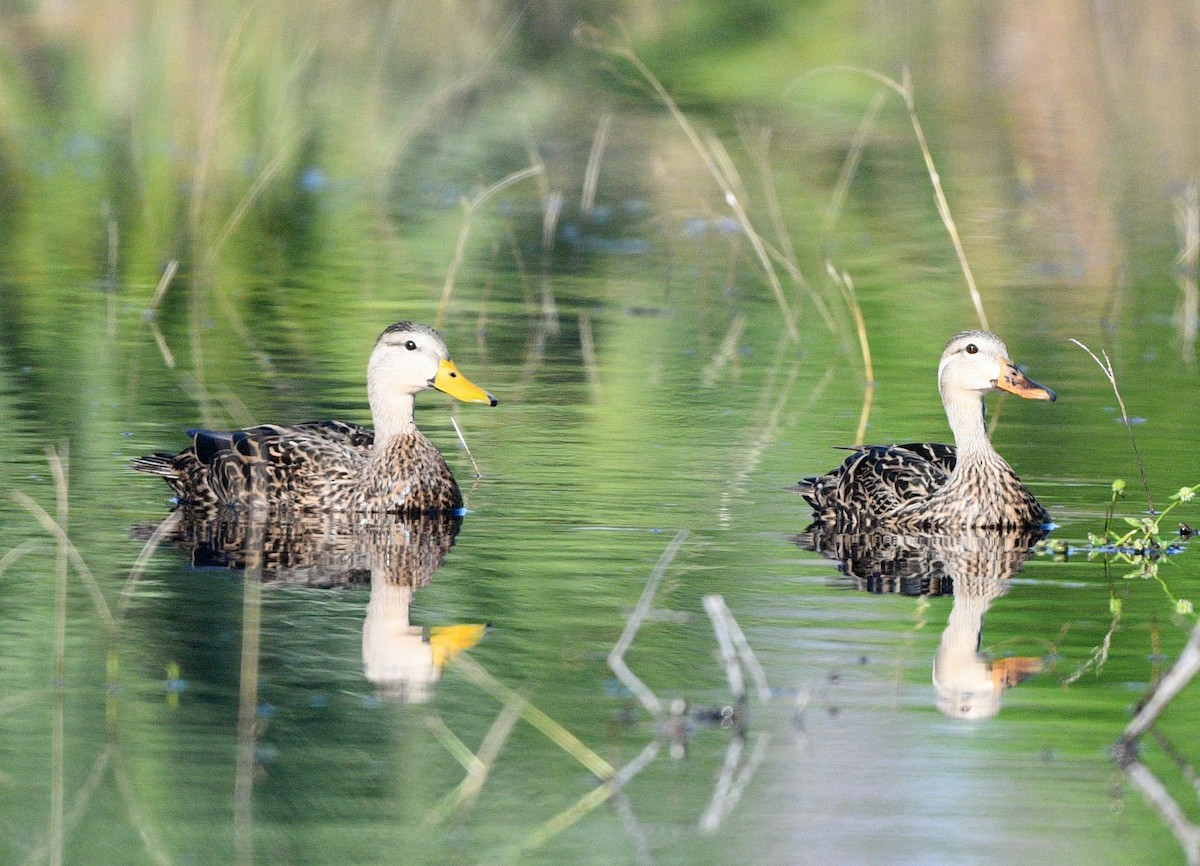 Mottled Duck - ML624595592