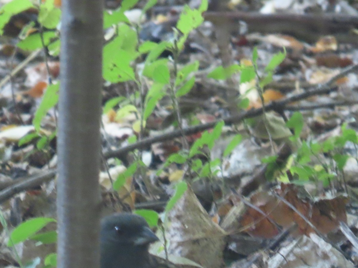 Spotted Towhee (maculatus Group) - ML624595598