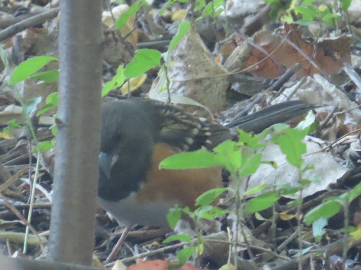 Spotted Towhee (maculatus Group) - ML624595599