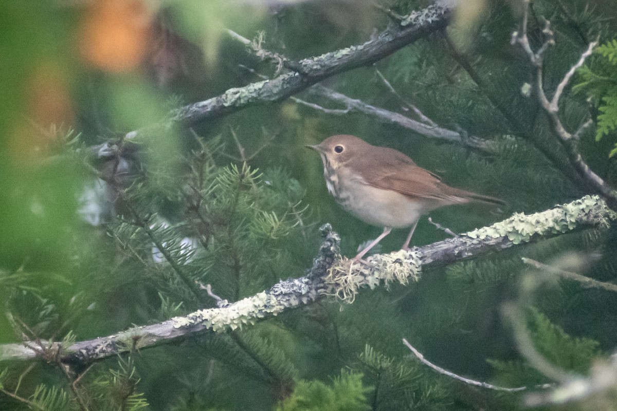 Swainson's Thrush (Olive-backed) - ML624595604