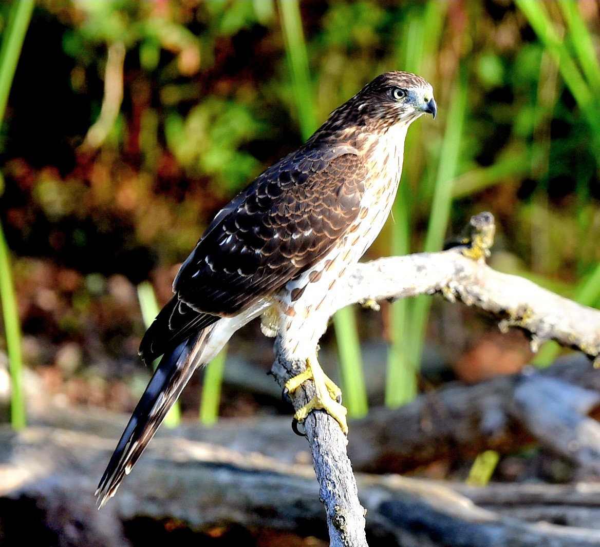 Cooper's Hawk - Steve Czyzycki