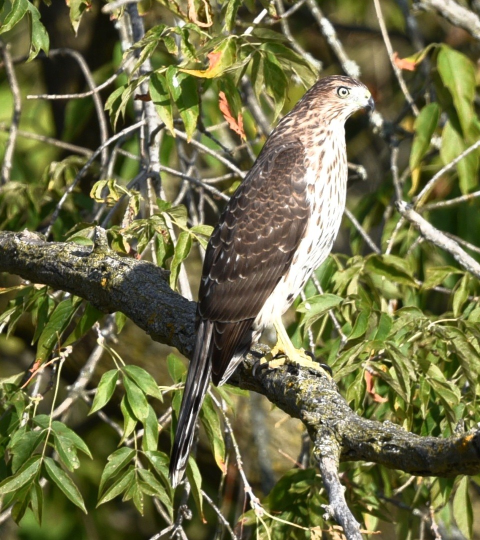 Cooper's Hawk - ML624595606