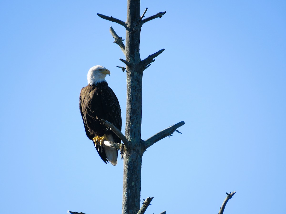 Bald Eagle - ML624595607