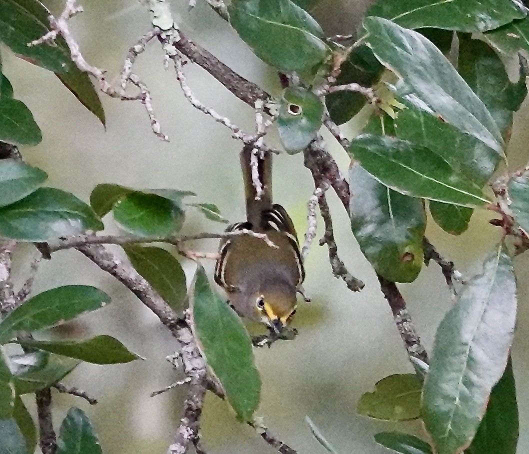 White-eyed Vireo - ML624595608