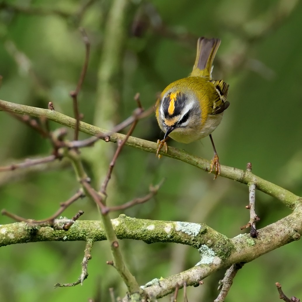 Common Firecrest - ML624595609