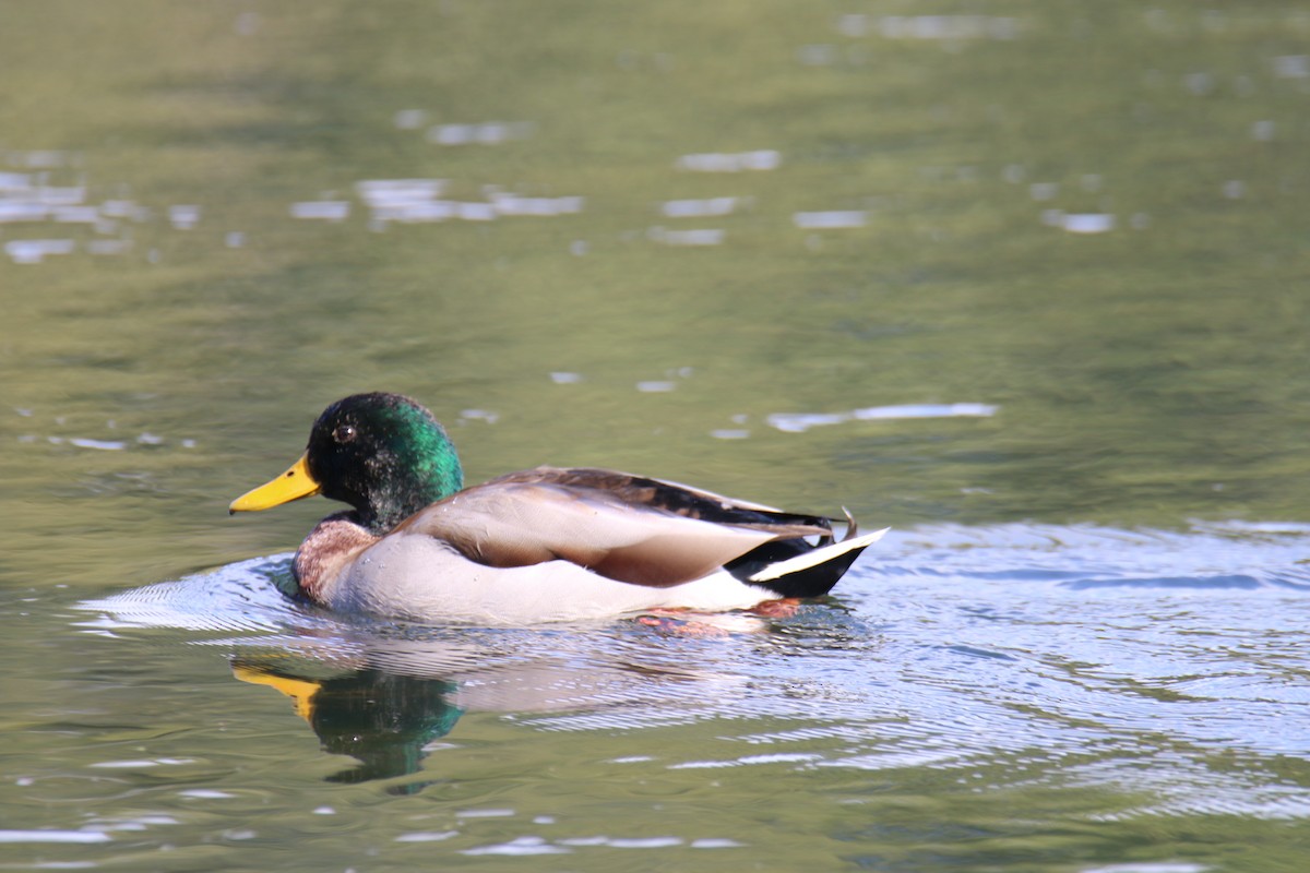 Mallard - Theresa & Steve Graham