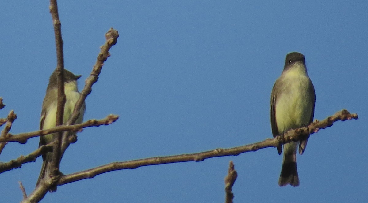 Eastern Phoebe - ML624595616