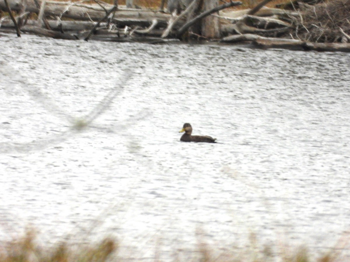 American Black Duck - ML624595617