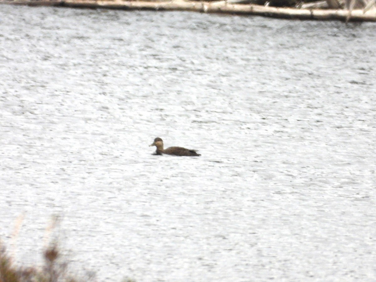 American Black Duck - ML624595618