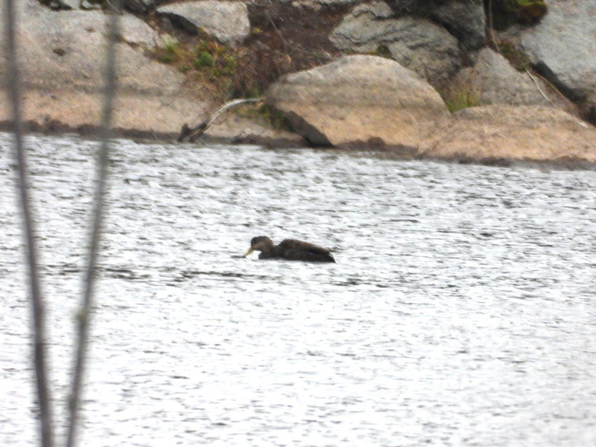 American Black Duck - ML624595619