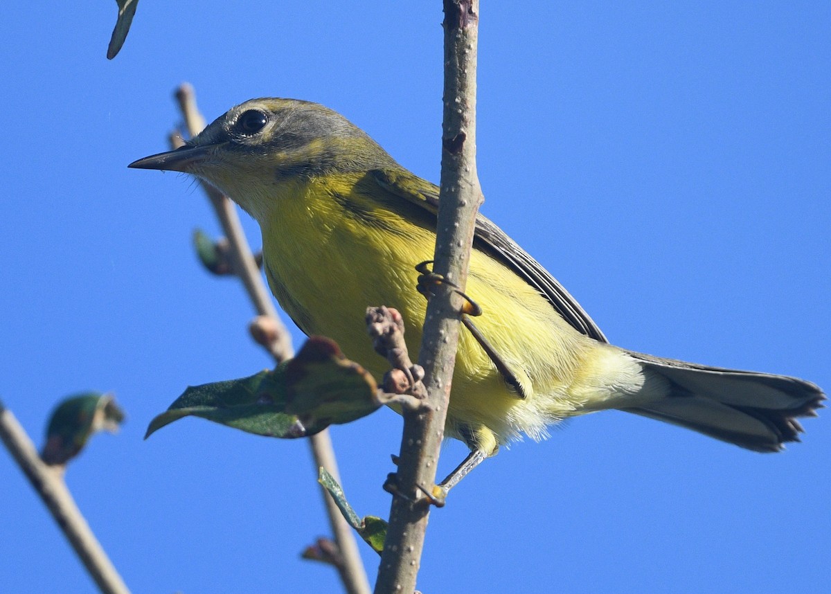 Prairie Warbler - ML624595621