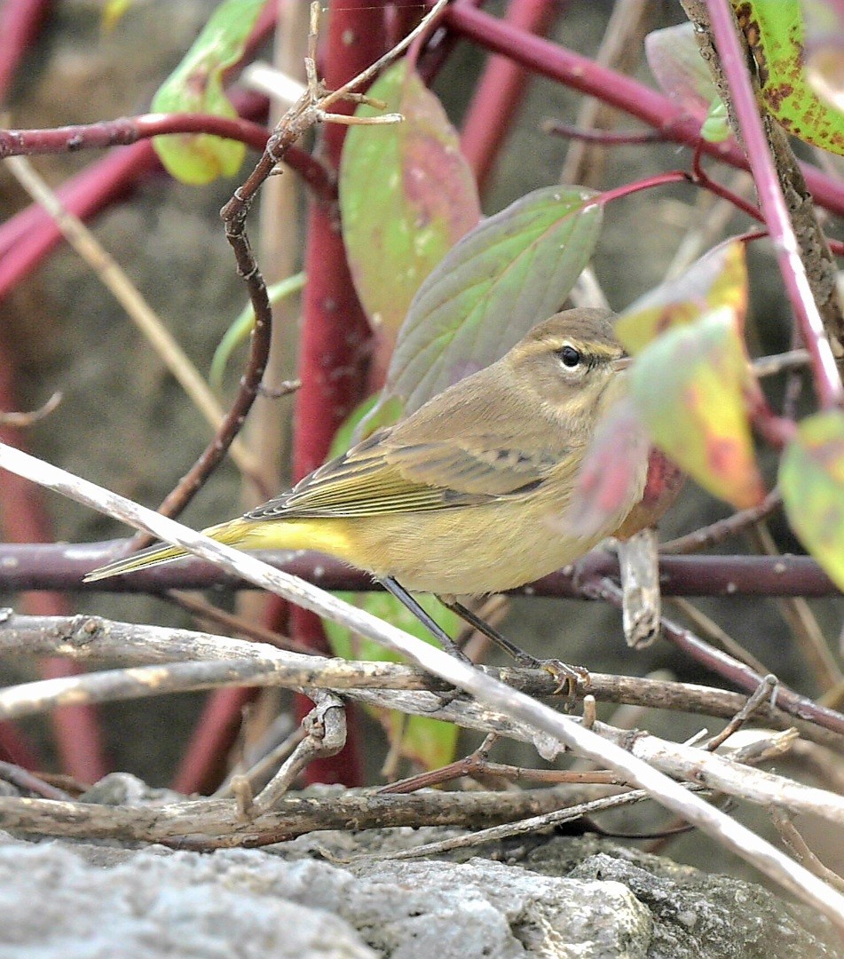 Palm Warbler - ML624595623