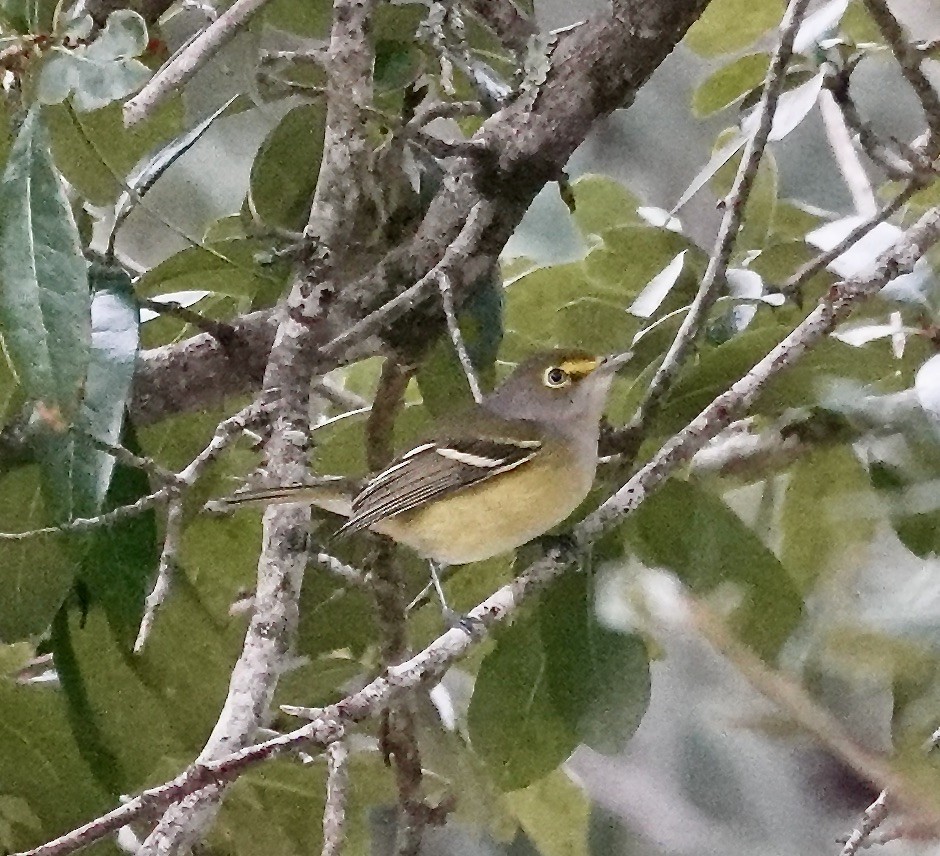 White-eyed Vireo - ML624595624