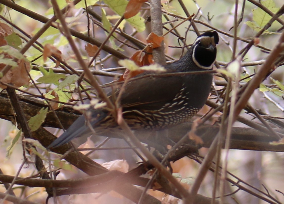 California Quail - ML624595632
